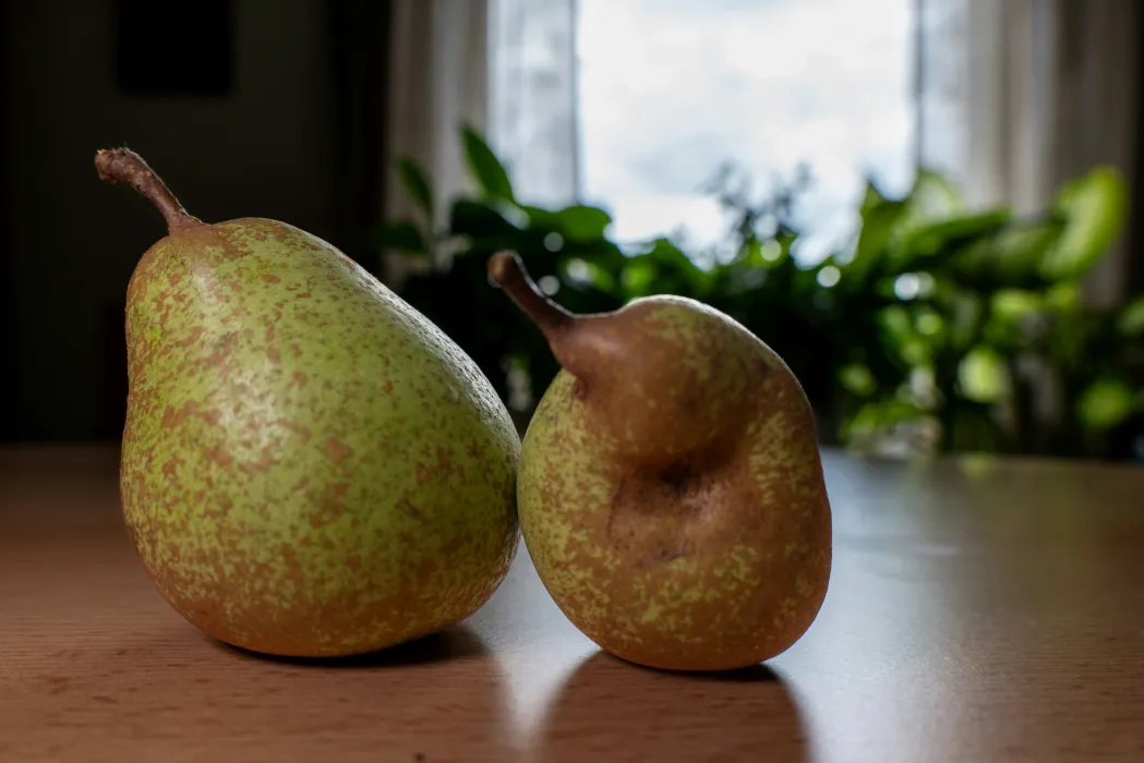 돌배주-담그기-효능-관련-사진