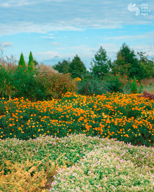 순천만 갈대축제
