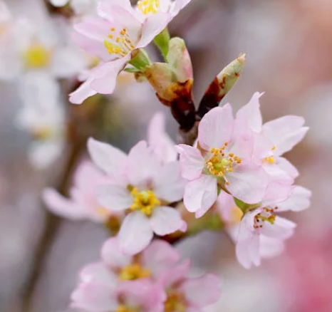 서울 벚꽃 개화시기 2025