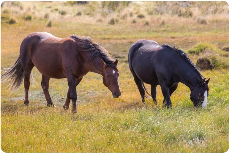 말들이 뛰어 노는 모습