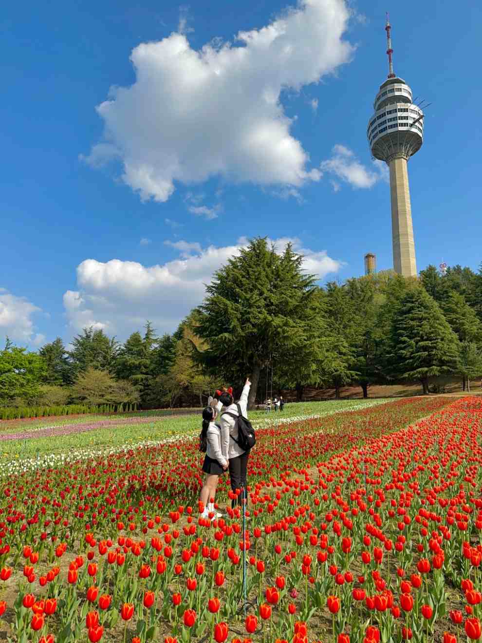 이월드 튤립트래블