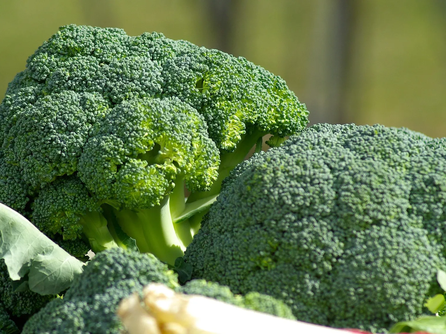 브로콜리 영양성분