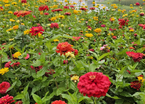 5월 강추 꽃 축제