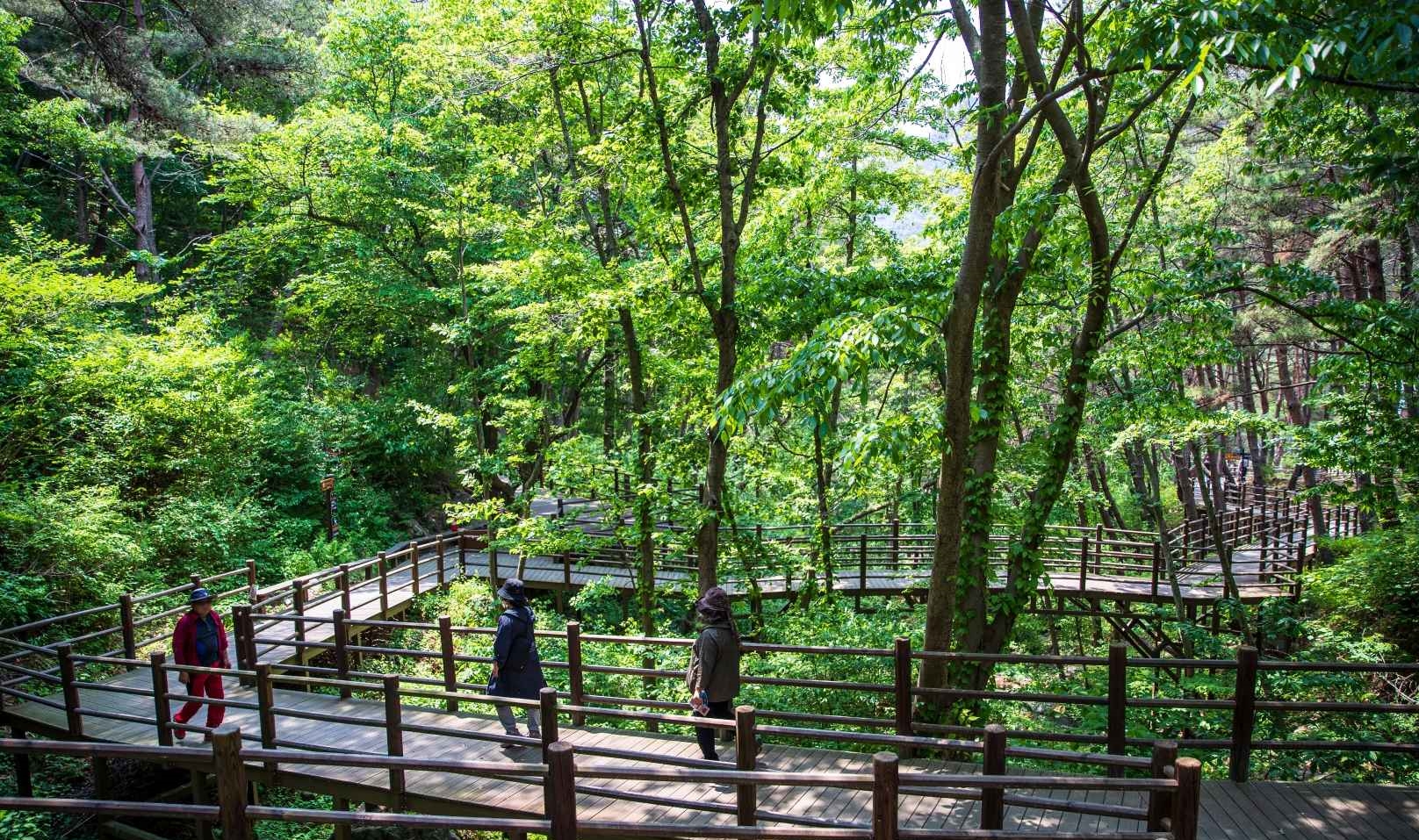 항노화힐링랜드 치유의숲