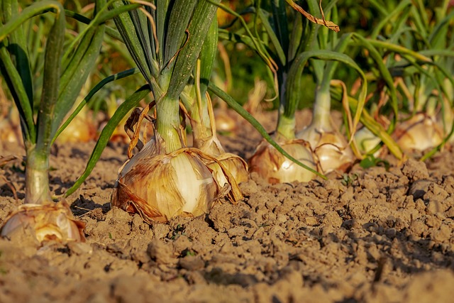 양파 캐는시기