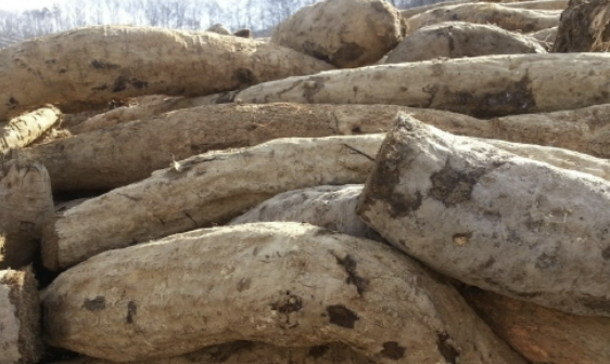 칡의 효능 부작용 섭취방법 칡효소 만드는법 총정리