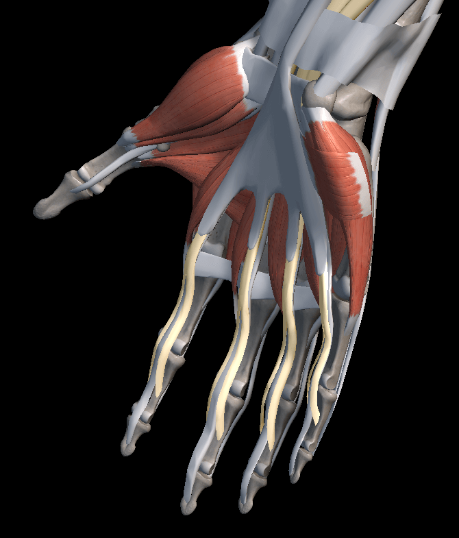 손바닥 힘줄 파열