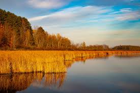 동물등록 방법부터 과태료까지, 보호자라면 꼭 알아야 할 필수 가이드