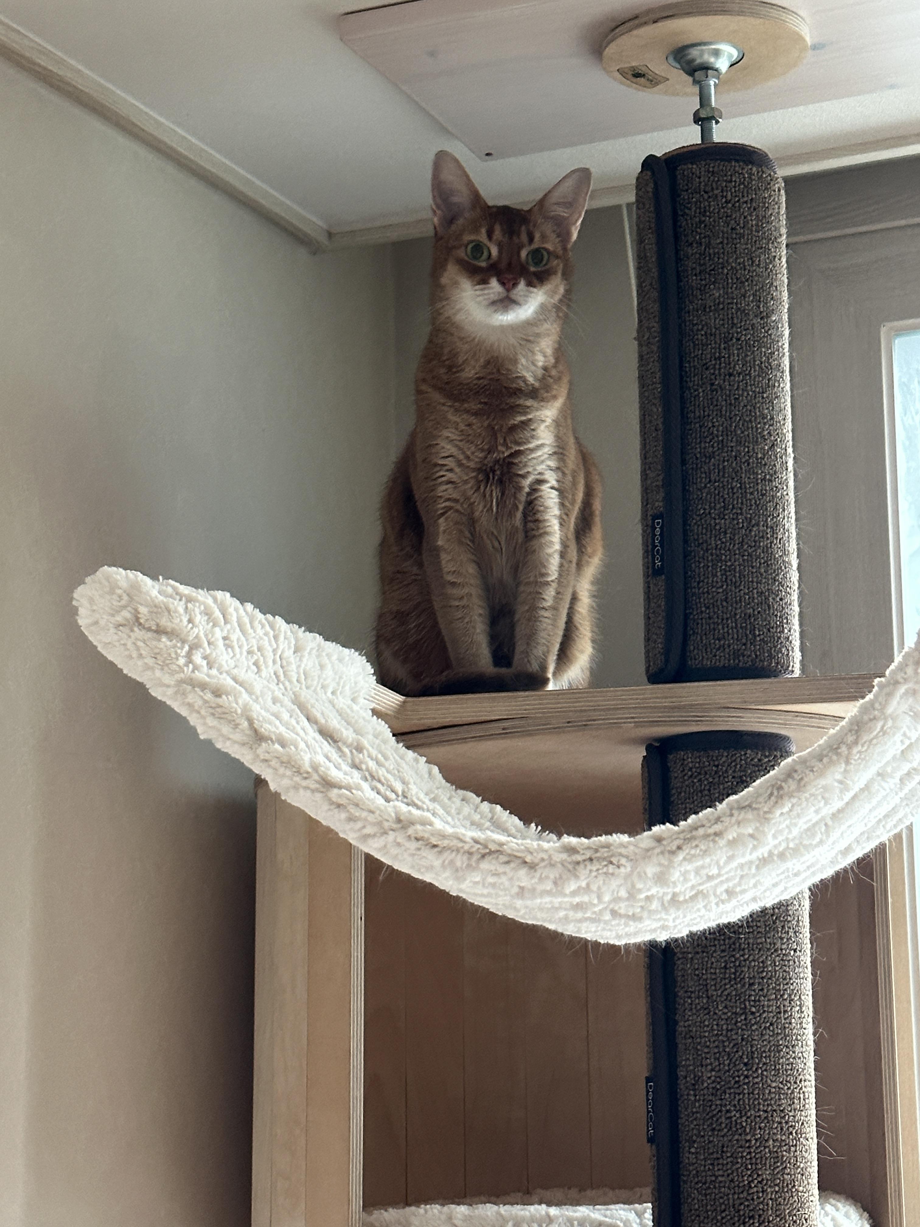 집 지키는 으르렁 고양이 루나 (feat. 용맹한 고양이 루나와 쫄보 고양이 막둥이)