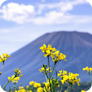 제주도 성산일출봉 유채꽃밭 가상 이미지