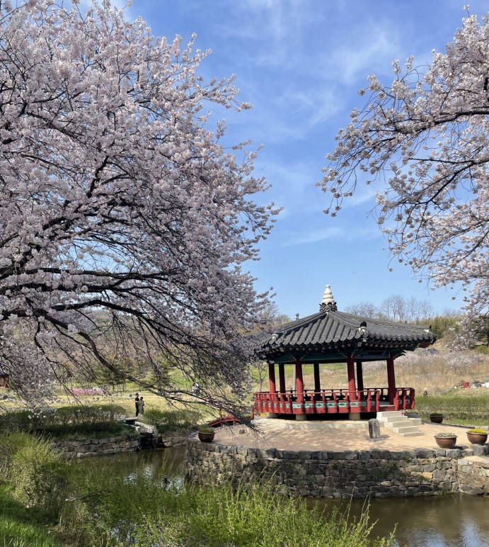 벚꽃