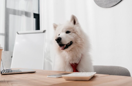 책상 앞의 사모예드.