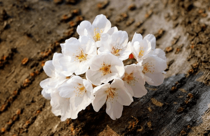 2024 벚꽃 개화시기 만개시기 벚꽃명소 축제일정과 관련된 벚꽃사진