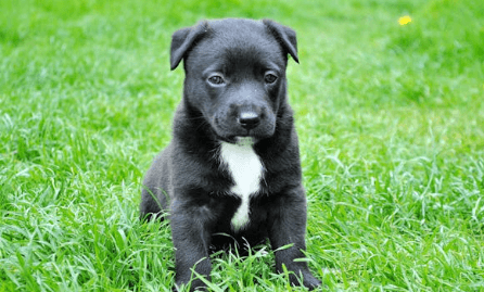 반려견 무료분양