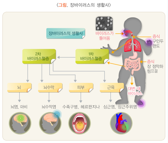 장바이러스의 생활사 