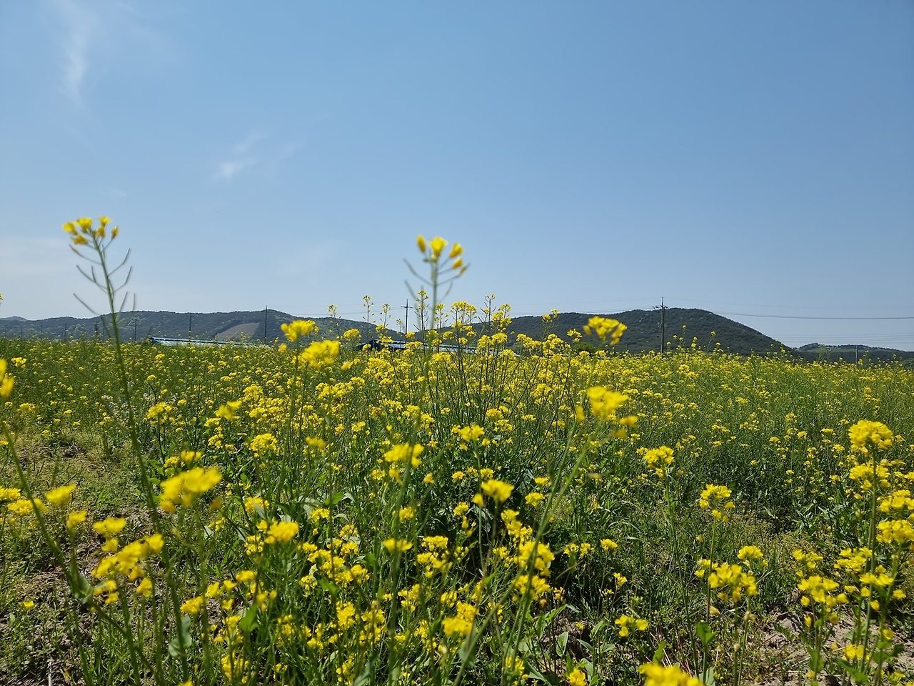 보령 웅천천변 유채꽃 청보리밭, 충남 보령의 숨겨진 봄 명소!