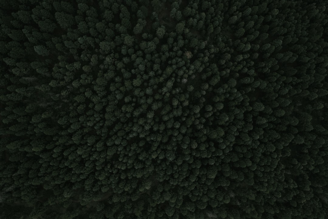 Black ginseng
