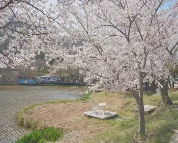 경주벚꽃축제 벚꽃 명소_8