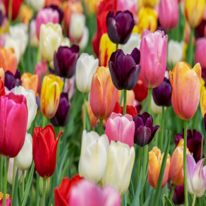 2025 서울 장미축제 일정 & 지도 보기