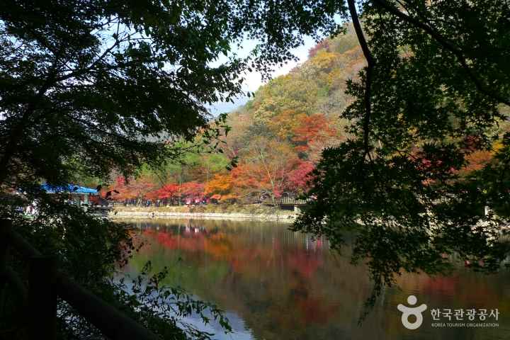 단풍명소, 가을여행, 5060여행, 무릎편한단풍명소, 화담숲, 문광저수지은행나무길, 내장산단풍생태공원, 남이섬, 운곡서원, 은행나무명소, 2026단풍, 단풍절정시기, 어르신단풍여행, 국내가을여행지, 2026단풍절정예측, 산림청단풍예측, 화담숲예약, 화담숲모노레일, 문광저수지주차, 양곡은행나무축제, 내장산단풍시기, 남이섬입장료, 남이섬주차, 운곡서원은행나무, 경주은행나무명소, 단풍여행코스, 단풍여행준비물, 부모님단풍여행, 무료단풍명소, 황금길가이드