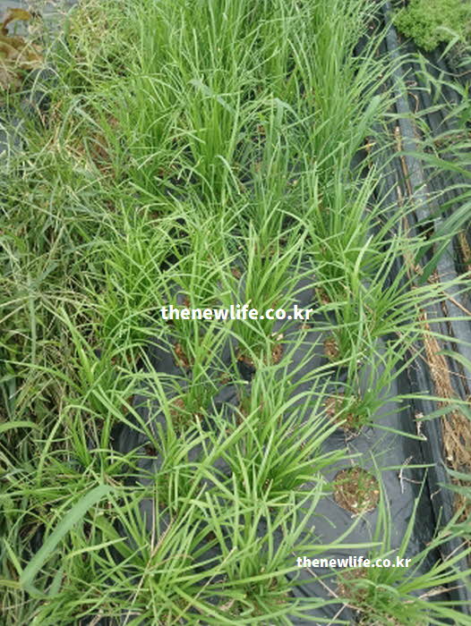 부추 효능 요리 활용