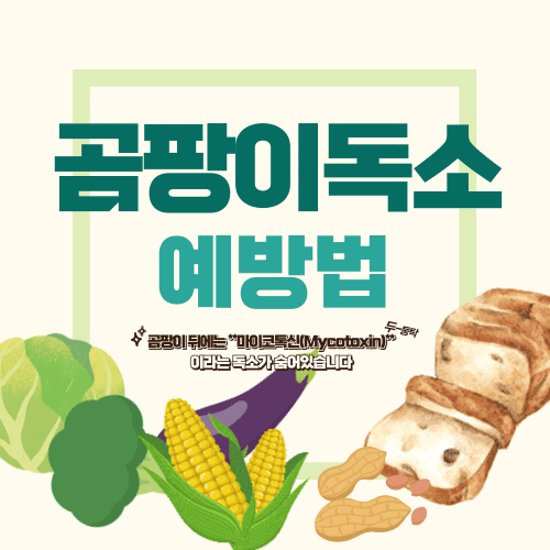 곰팡이 독소, 침묵의 위협! 꼭 알아야 할 예방법