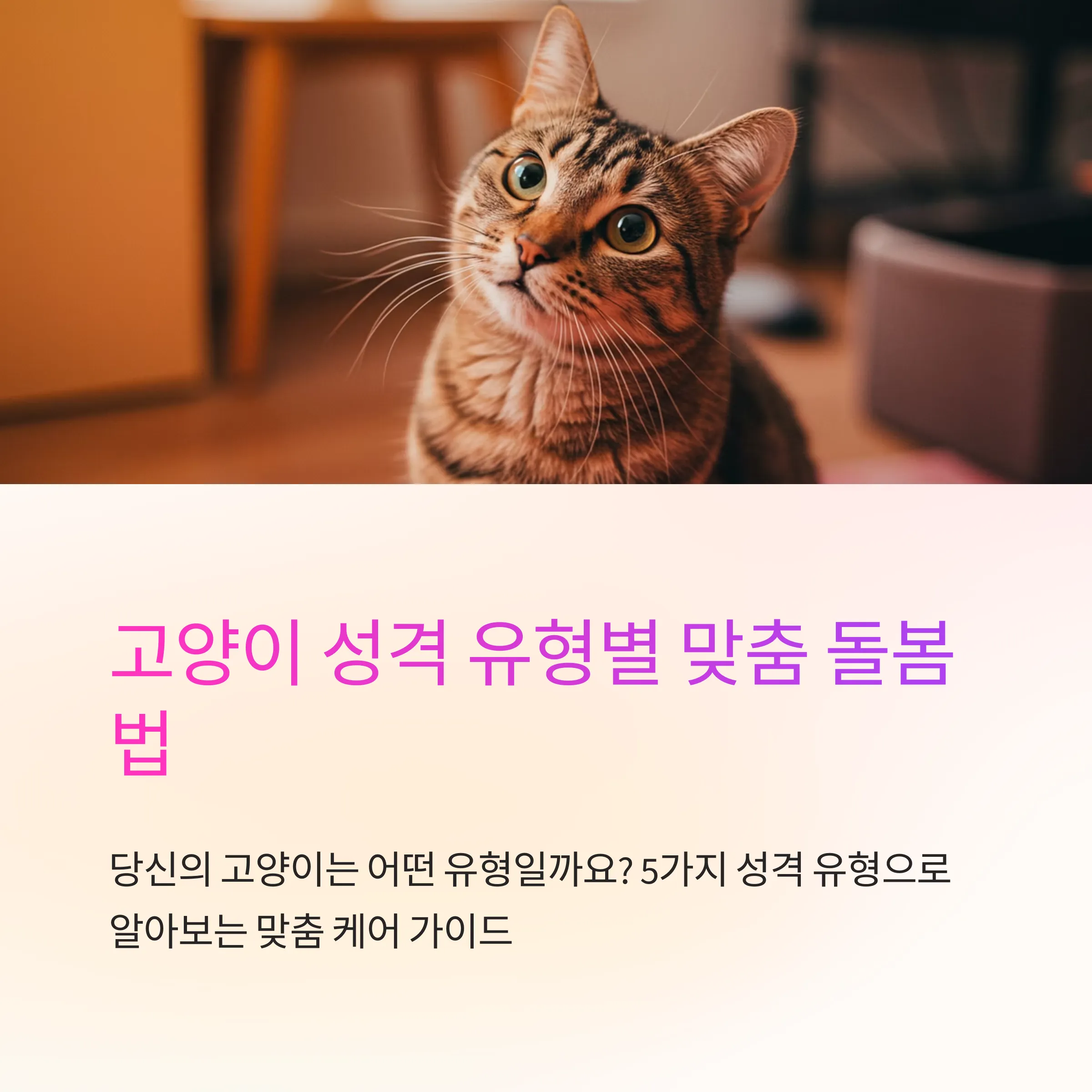 고양이 성격 유형별 맞춤 돌봄법