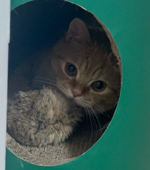 고양이 입질