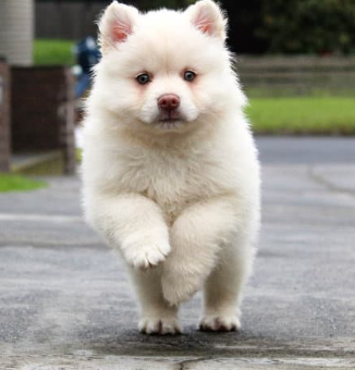 강아지 퇴행성 관절염 증상 및 관리 방법은 이렇게