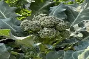 브로콜리