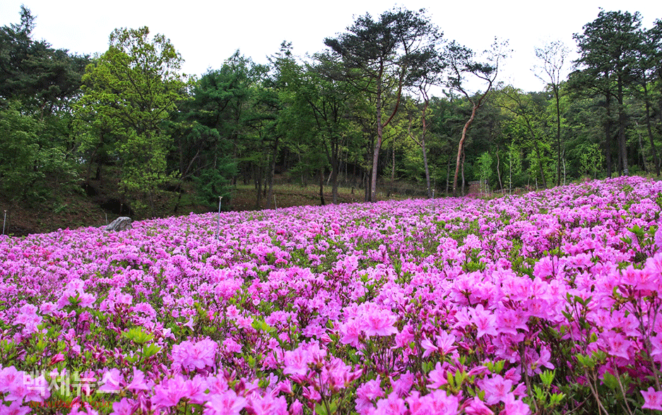 진달래 사진