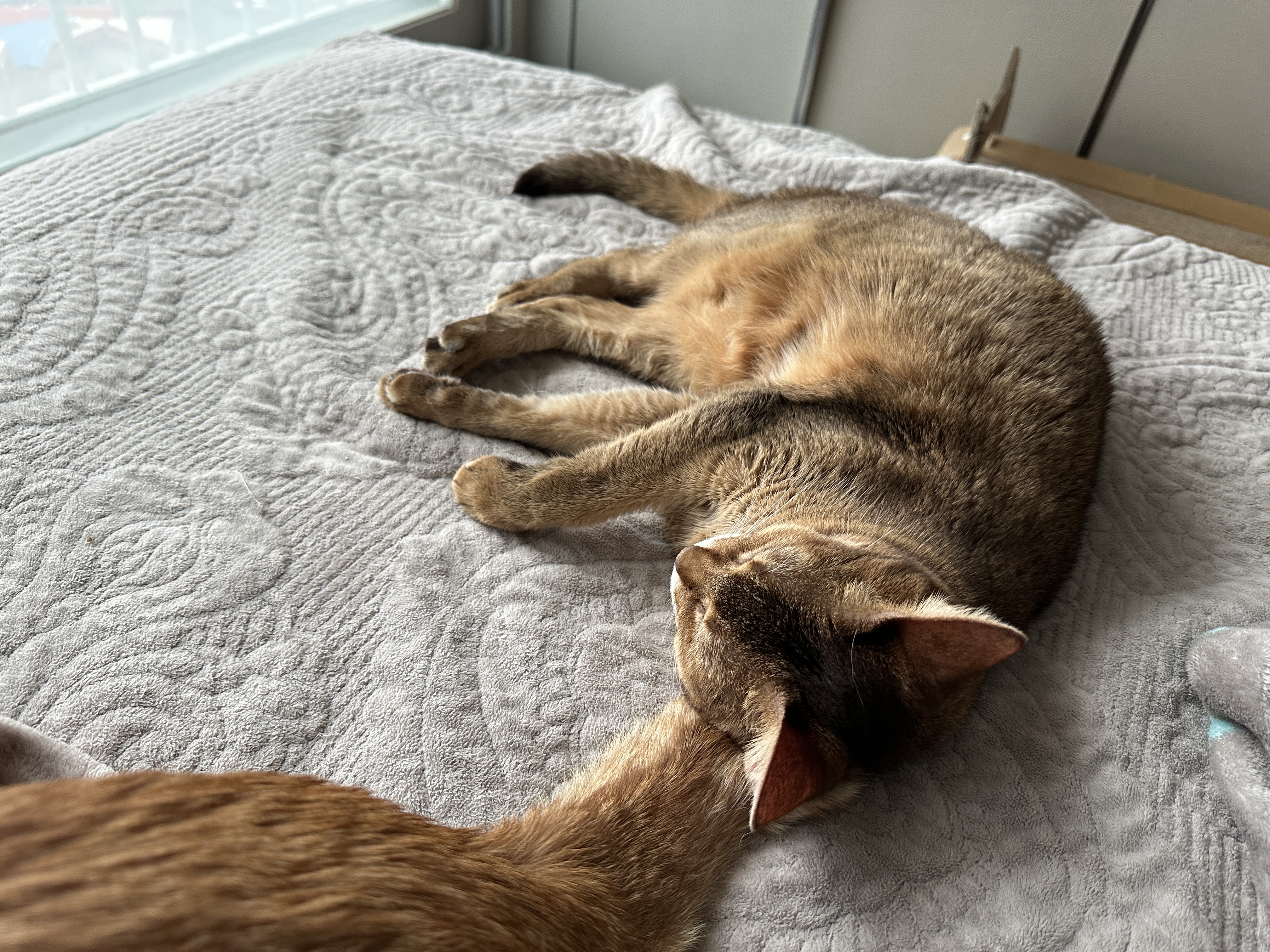 기특한 우리 막둥이 (feat. 막둥이 꼬리 베고 자는 루디)