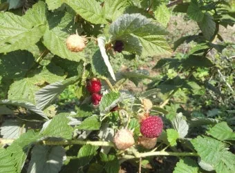 라즈베리 재배 지주 설치 가지 전정 순 지르기_2