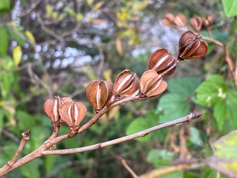 가침박달 열매2