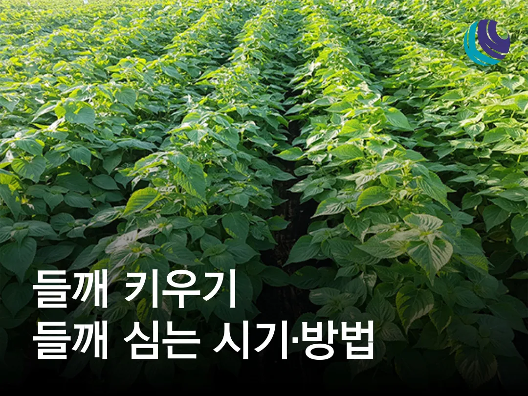 들깨 재배 직파 재배 병충해 관리 질소 과다 주의_5
