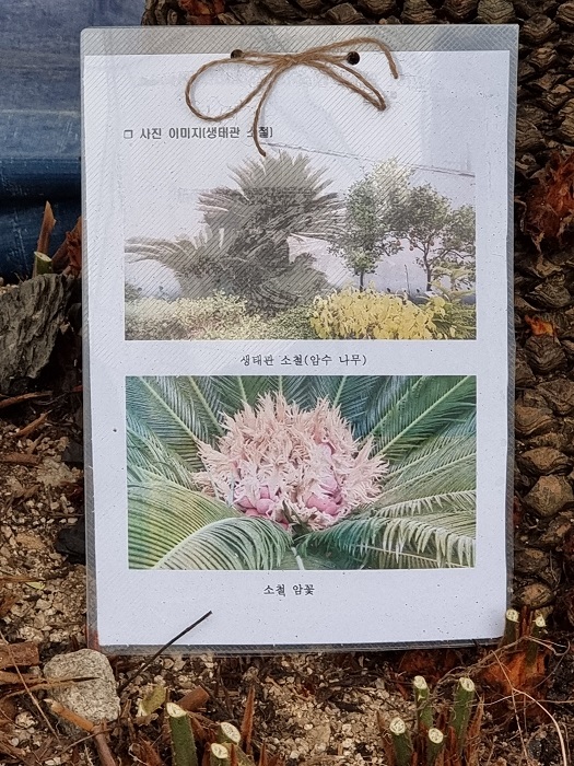 청주랜드-소철암꽃