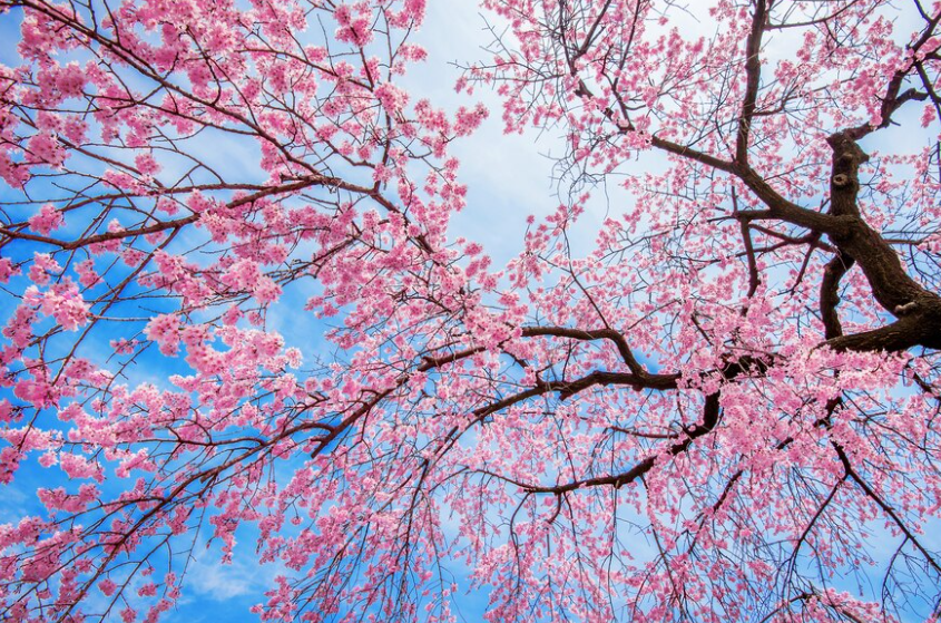 2024 벚꽃 개화시기 : 벚꽃 축제 일정, 축제 명소, 진해 군항제