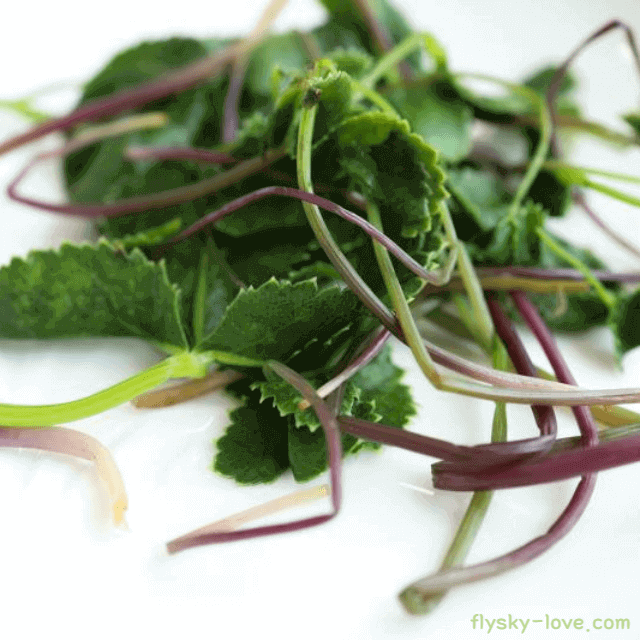 풍에 효과적인 방풍나물