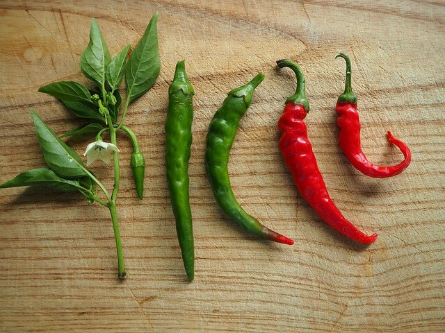 고추 chili