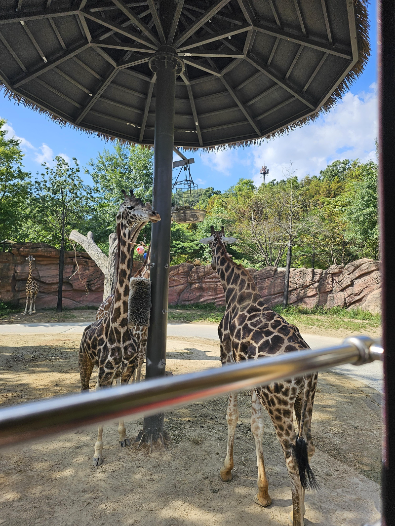 로스트밸리 기린