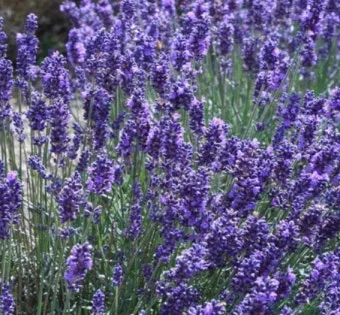 라벤더 재배 배수 확보 햇빛 관리 향 오래 유지_10