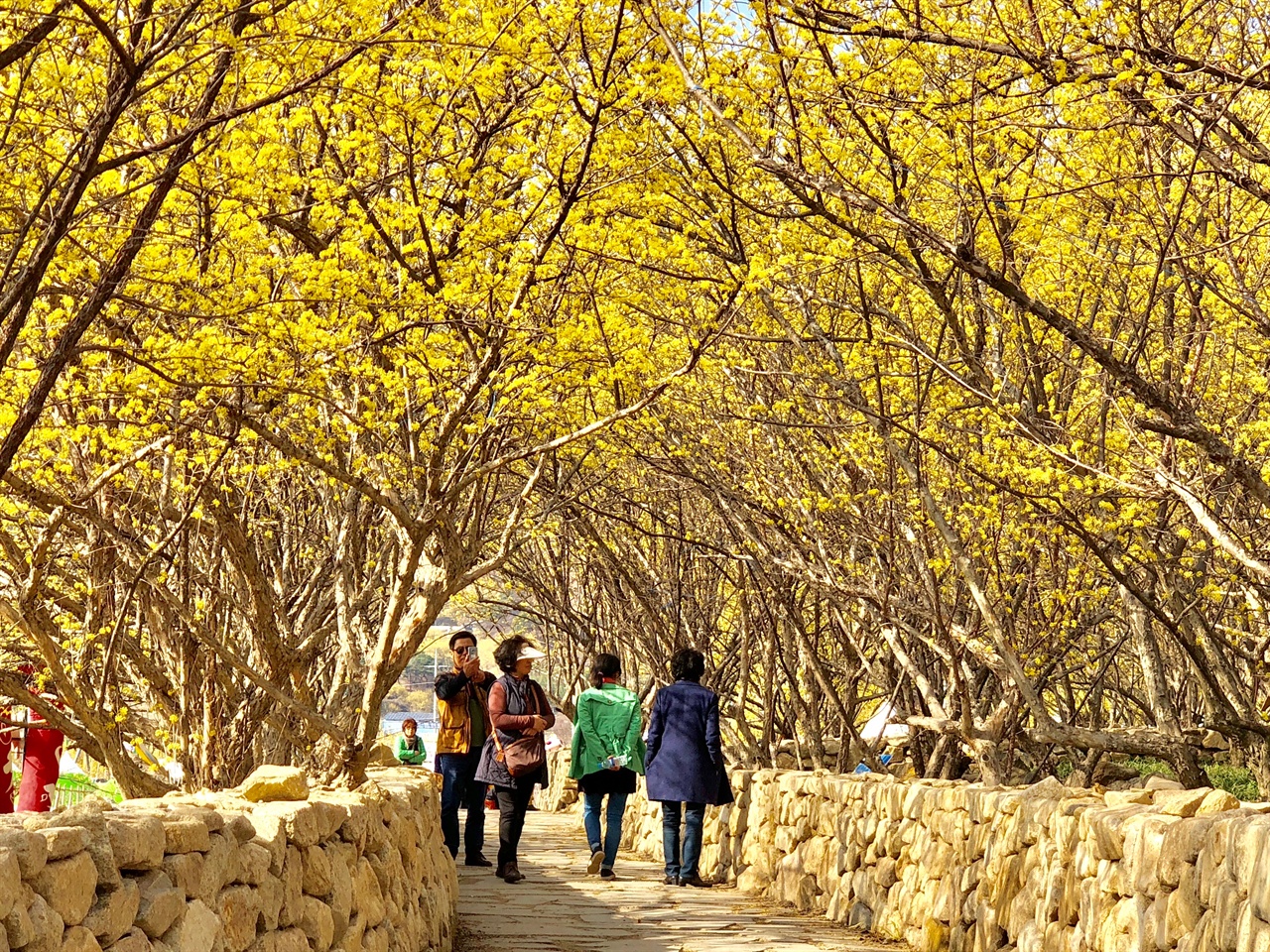 산수유꽃축제