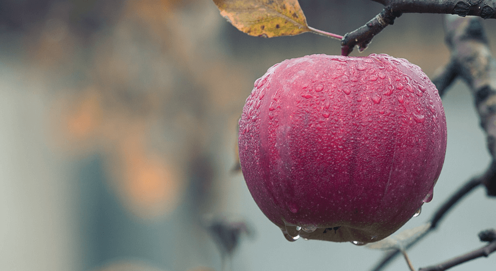 속쓰림에 좋은 음식 사진 - 7