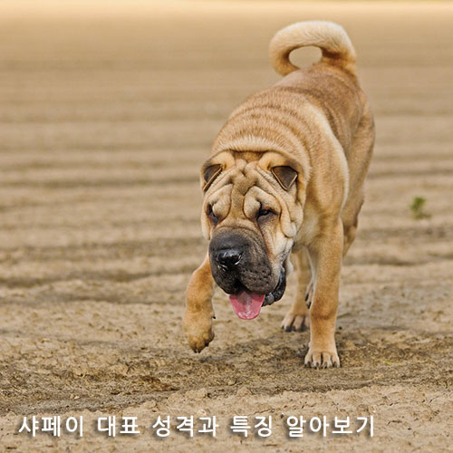 샤페이 대표 성격과 특징 알아보기