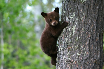 곰꿈 상황별 해몽