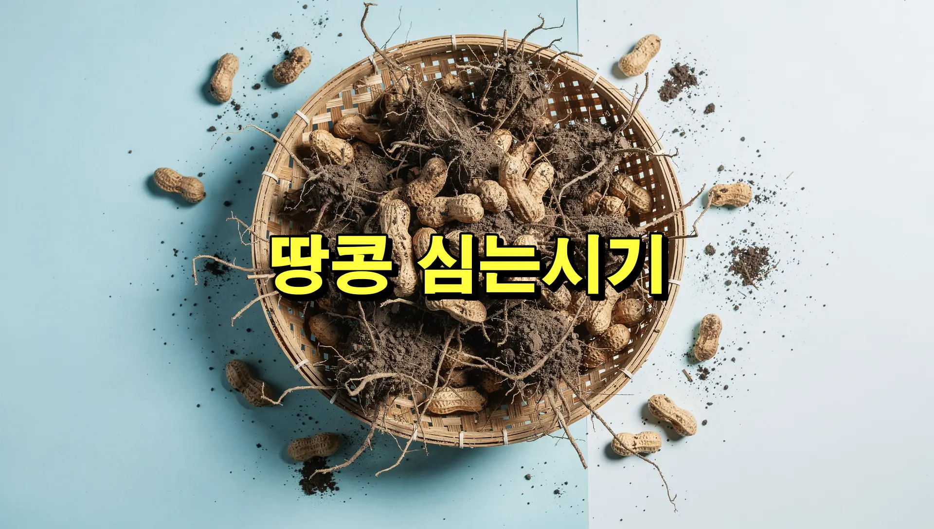 땅콩 심는시기