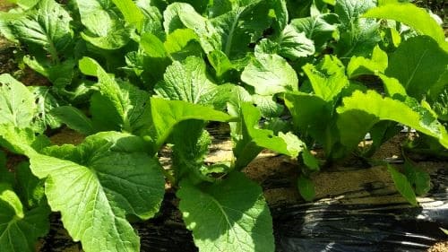 갓-재배-수확방법-먹는법