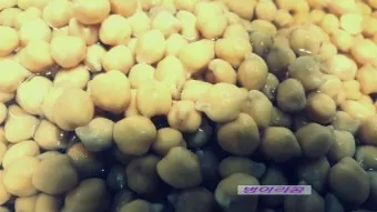 병아리콩 재배 따뜻한 흙 파종 관리 물 절약_8