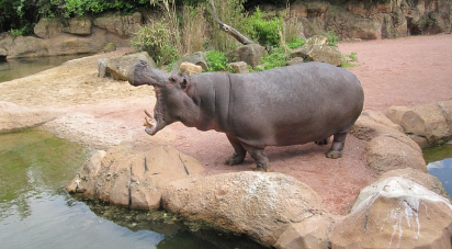 민간 동물원은 어떻게 수익을 창출할까