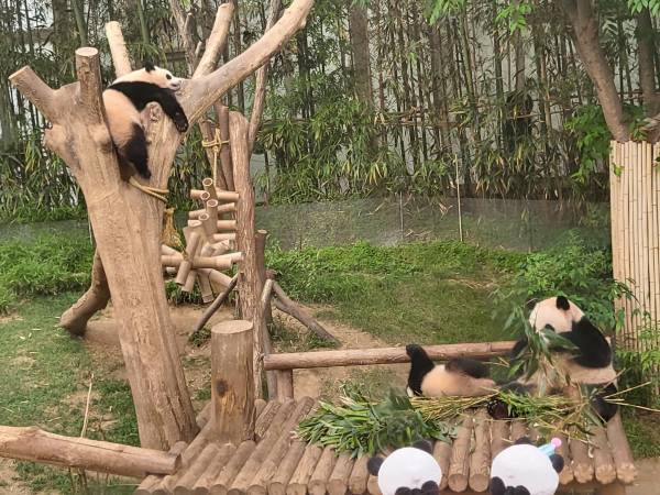 아이바오-루이바오-후이바오2